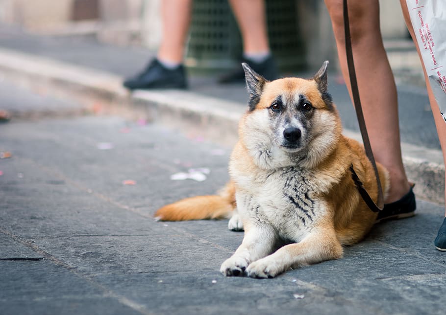 dog reclining on pavement near sidewalk, italy, pet, animal, perugia