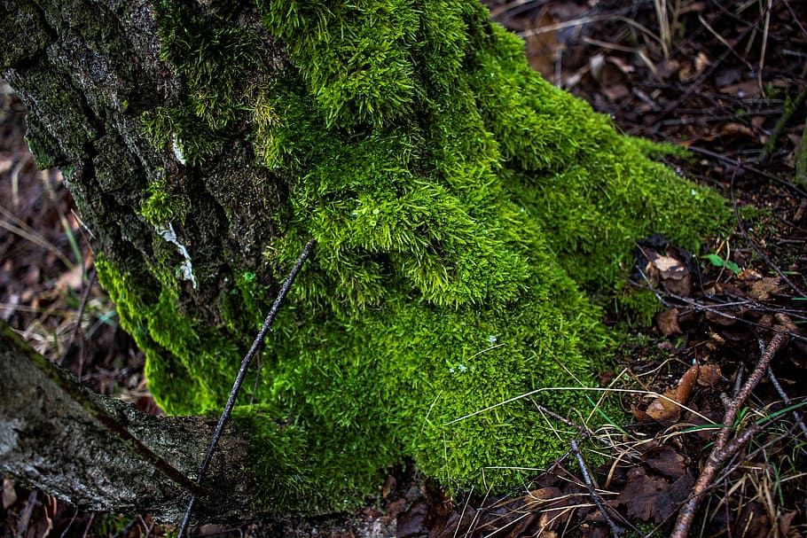 moss, tree, green, dirty, wet, rained out, winter, cold, cold season HD wallpaper