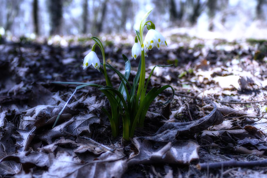 poland, turew, spring, sun, blooms, spring snowstorm, white HD wallpaper