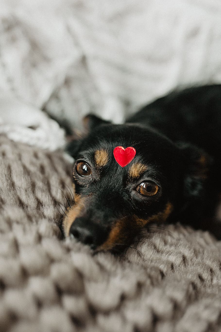 A dog with heart on head, pet, animal, cute, puppy, adorable, HD wallpaper