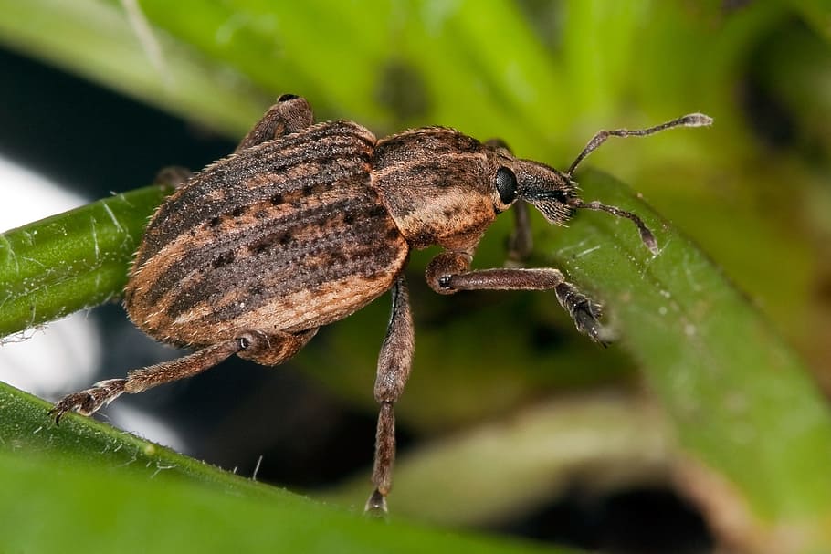 weevil, bug, animal, insect, nature, animal themes, animal wildlife HD wallpaper