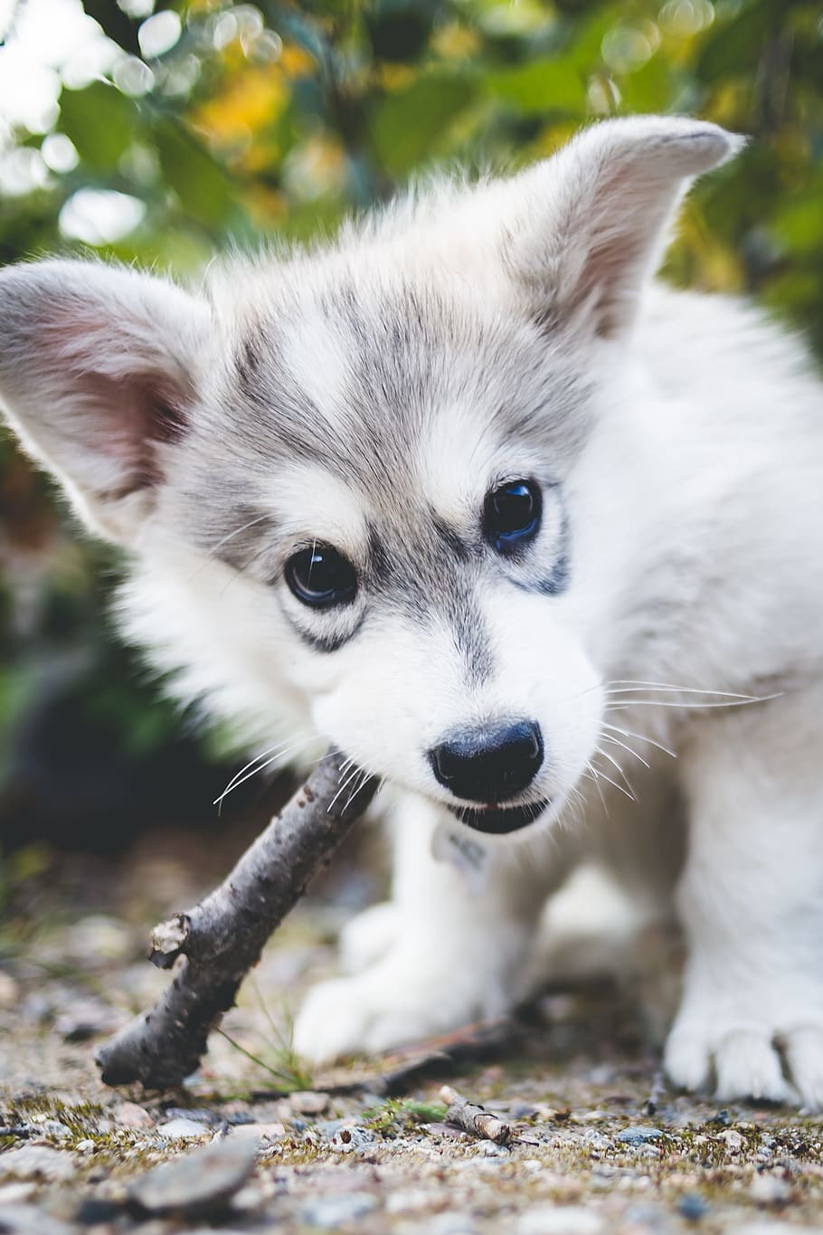 short-coated white and gray puppy biting brown tree branch, husky, HD wallpaper
