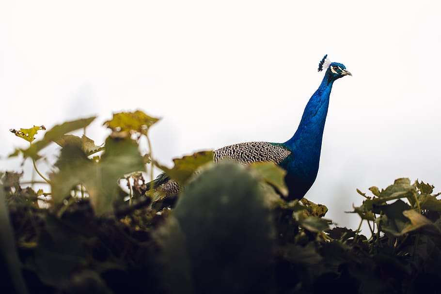 selective focus photography of Indian peafowl, animal, bird, insect, HD wallpaper