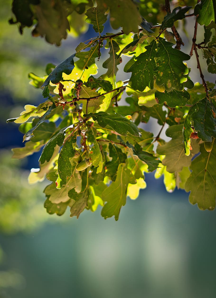 oak, leaves, nature, tree, background, growth, leaf, plant part HD wallpaper