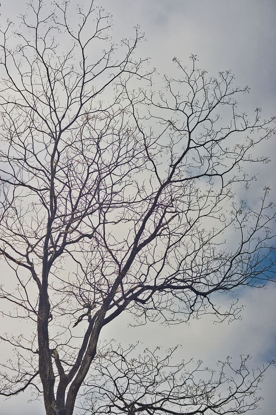 grey, branches, tree, alone, quite, sky, bare tree, plant, no people HD wallpaper