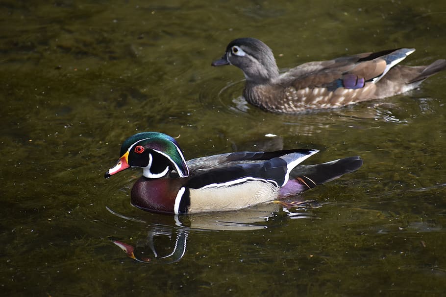 ducks, water, pond, beautiful, bird, animal wildlife, lake HD wallpaper