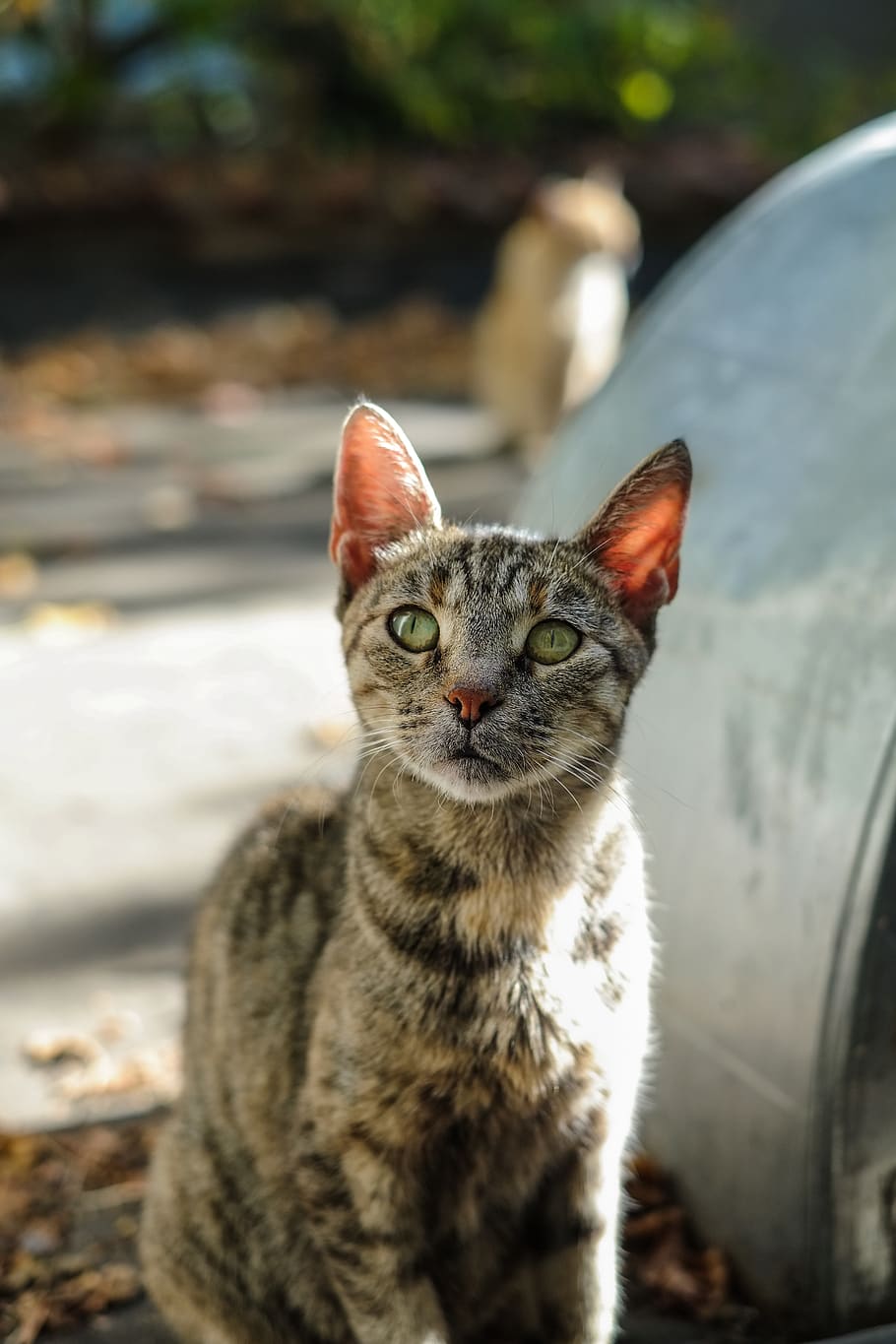 bulgaria, sofia, cat, domestic cat, feline, one animal, mammal HD wallpaper