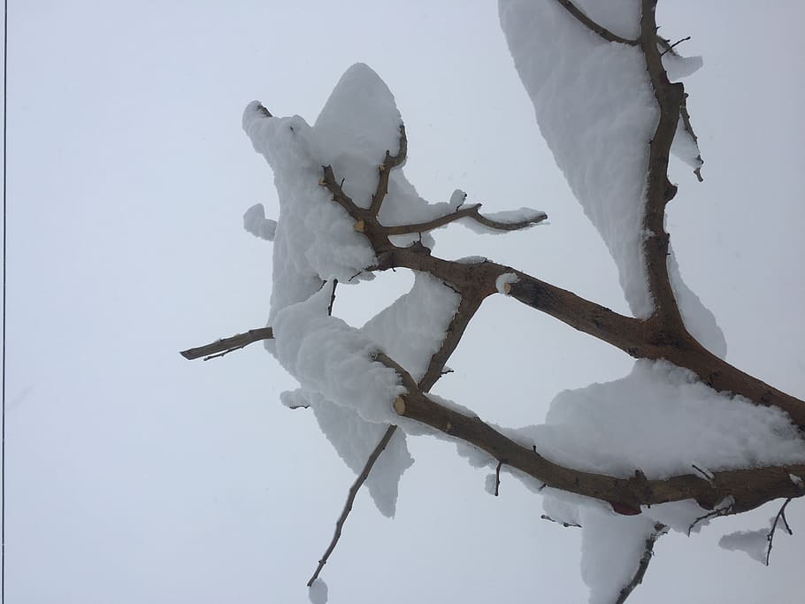 iran, tehran, tree under snow, white, cold temperature, winter HD wallpaper