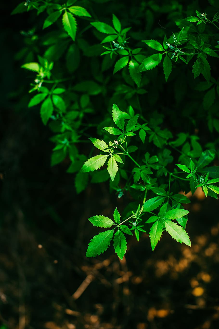 leaf, growth, green color, plant, plant part, nature, beauty in nature HD wallpaper