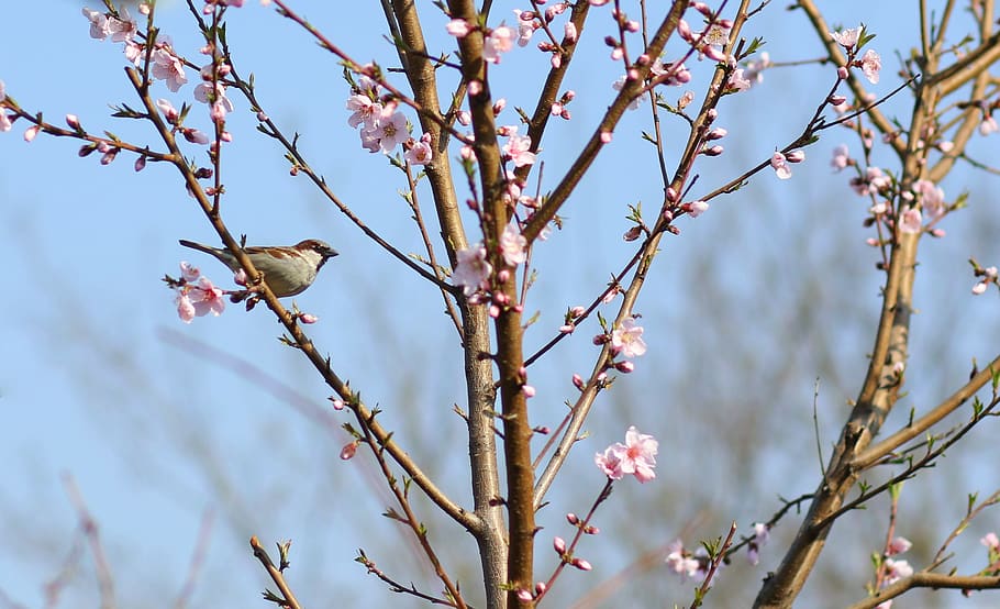 sparrow, birds, tree, flowers, rest, cute, spring, flowering plant HD wallpaper