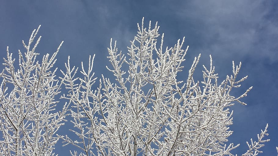 frost, branches, snow, tree, frozen, wintry, winter wonderland HD wallpaper