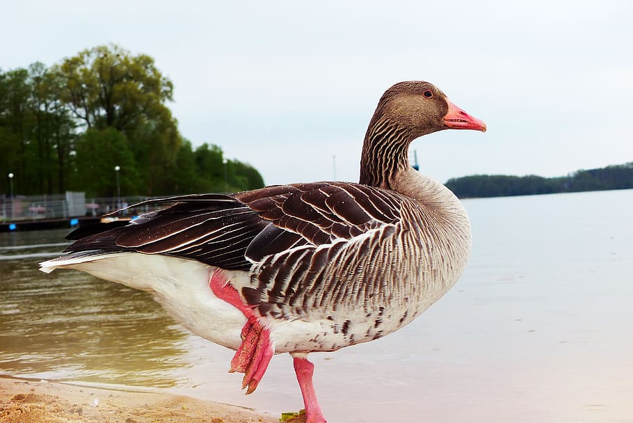 bird, animal themes, vertebrate, animals in the wild, water HD wallpaper