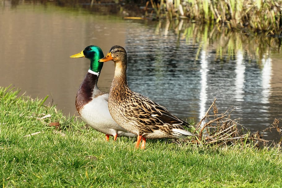 ducks, pair, ditch, totter, nature, water birds, plumage, animal wildlife HD wallpaper