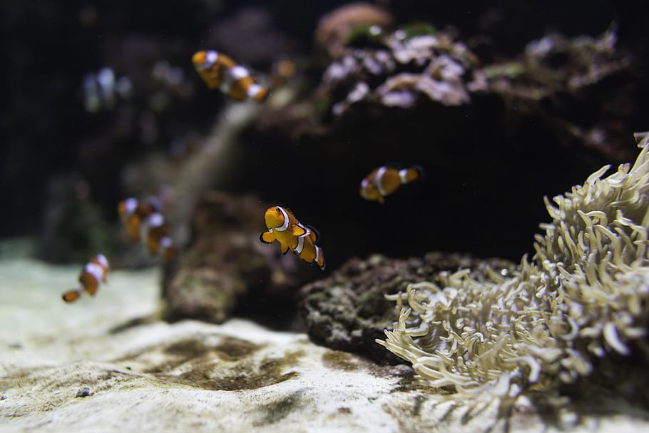 Clown Fish, anemone, animal, aquarium, coral, underwater, wildlife HD wallpaper