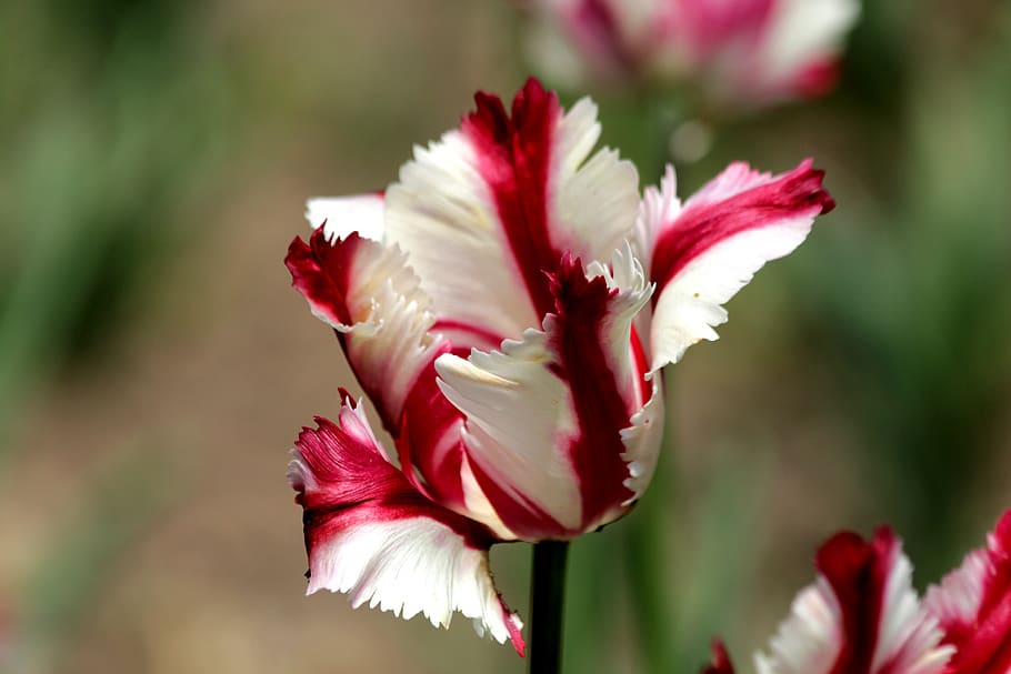 tulip, red, white, flower, spring, beauty, nature, bright, spring flowers HD wallpaper