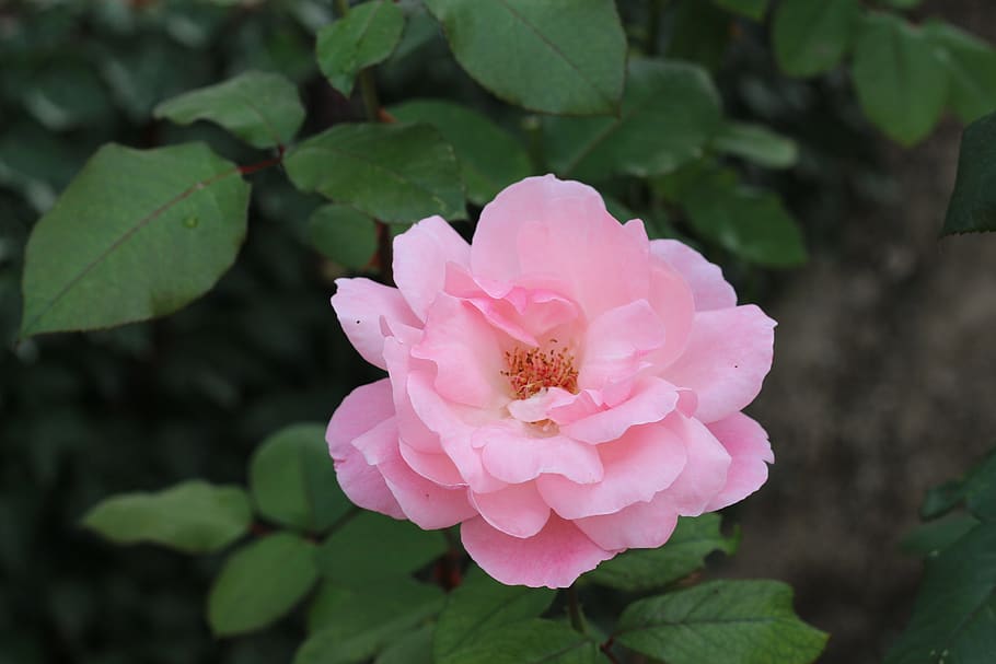 pink, rose, flower, bloom, nature, roses, floral, plant, garden HD wallpaper