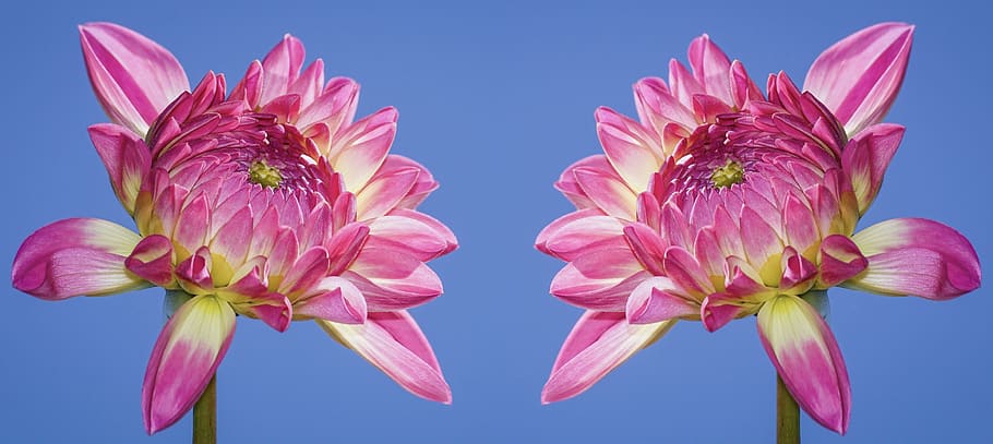 dahlia, blossom, bloom, flower, plant, flora, dahlia garden HD wallpaper