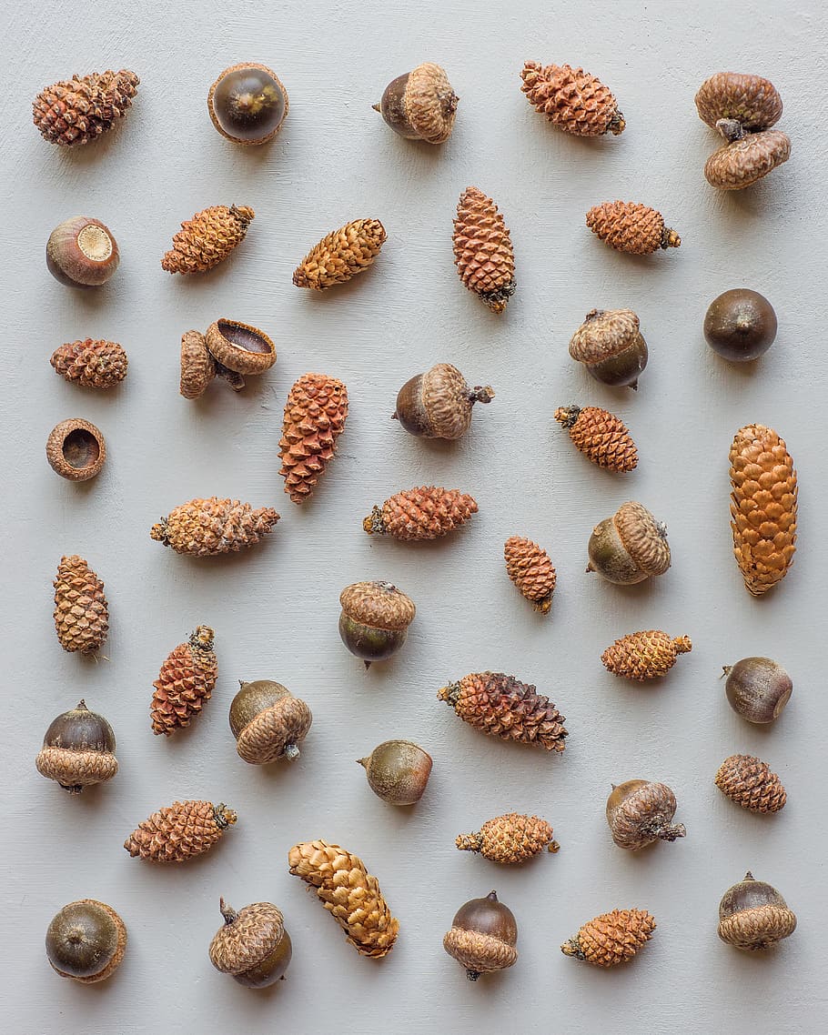 assorted chestnut and fruits, plant, vegetable, produce, food HD wallpaper