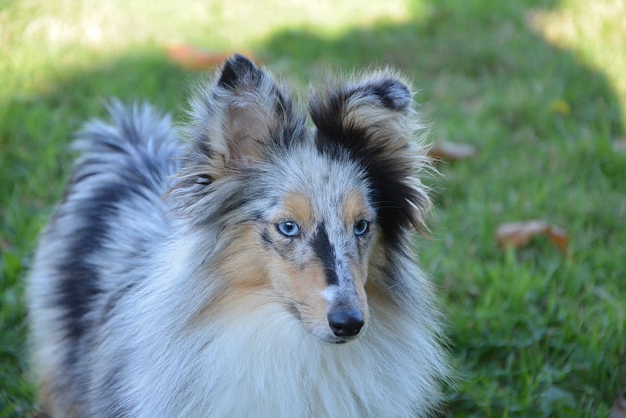 Shetland sheepdog hot sale blue eyes