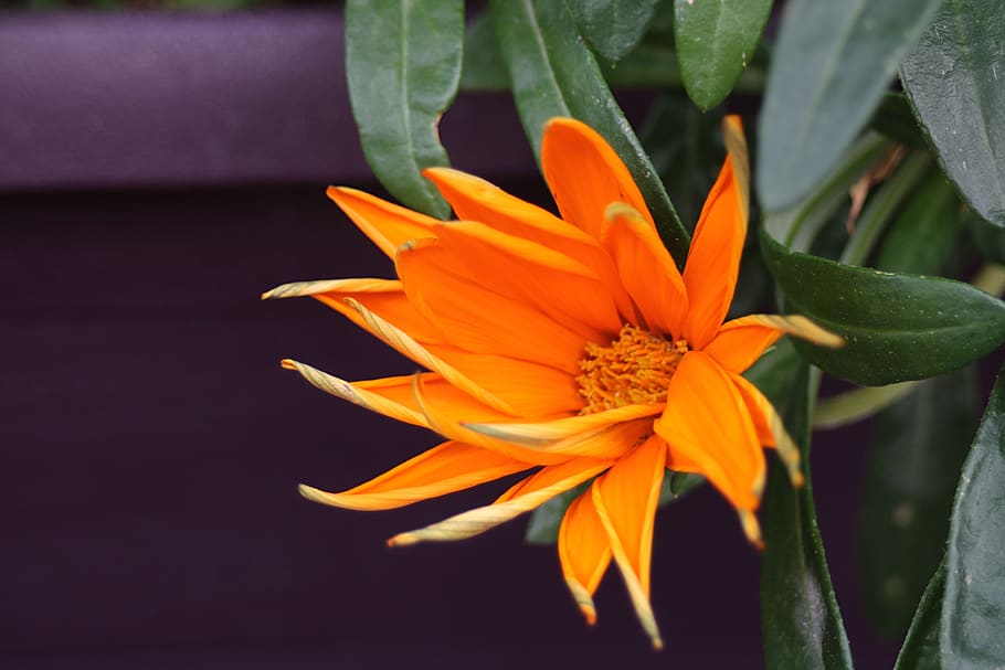 flower, nature, orange, sheet, pestle, flowering plant, vulnerability HD wallpaper