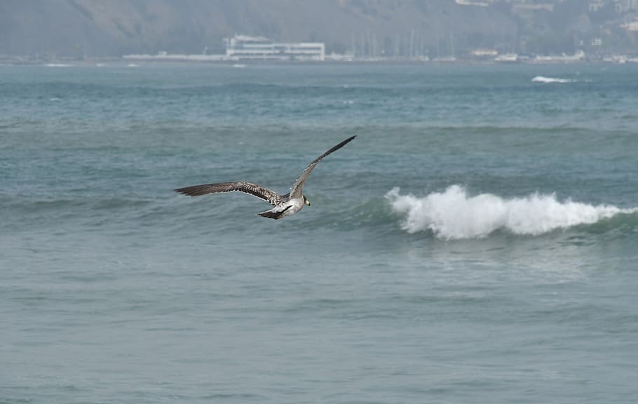 bird, flying, beach, dom, sea, nature, animal, animal world, HD wallpaper