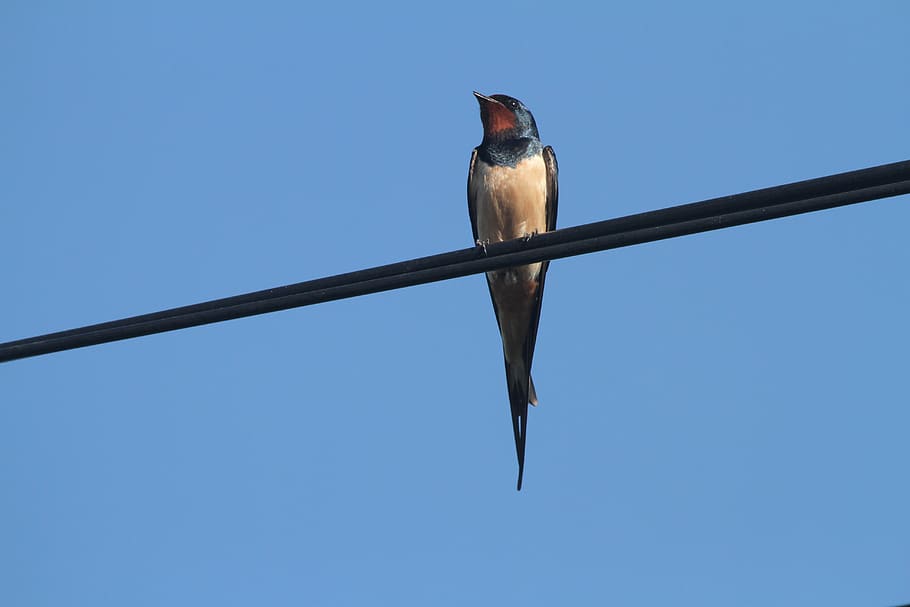 swallow, wire, sky, nature, birds, animal, animal themes, vertebrate HD wallpaper