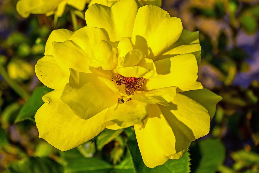 rose, evening light, summer, roses, plant, flower, garden, blossom, HD wallpaper