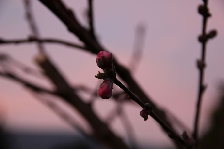 spring, twilight, evening, pink, bud, plant, close-up, growth HD wallpaper
