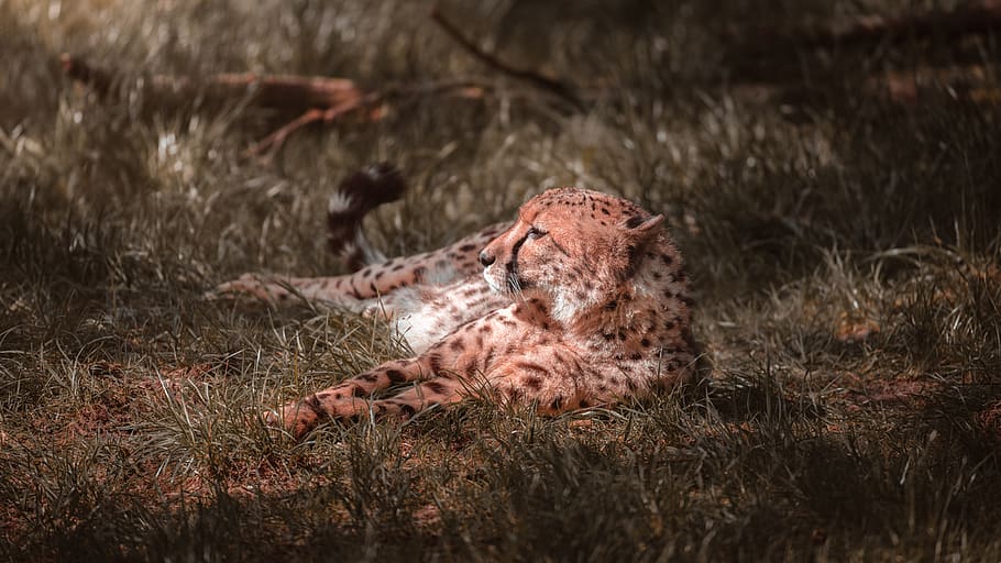 brown tiger lying on grass, cheetah, wildlife, mammal, animal HD wallpaper