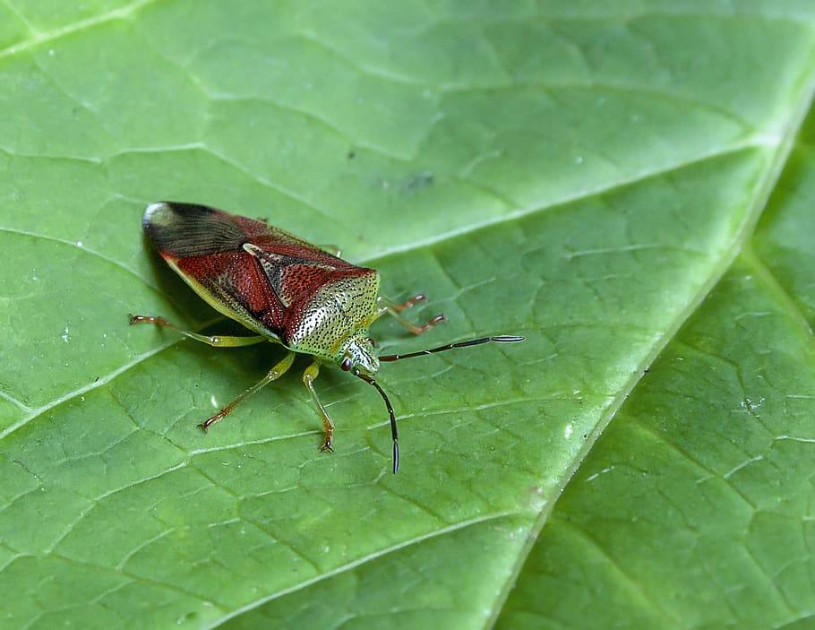 shield bug, leaf, nature, insect, wildlife, fauna, summer, plant, HD wallpaper