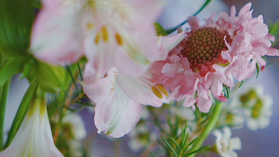 pink petaled flower, flowering plant, freshness, close-up, pink color HD wallpaper