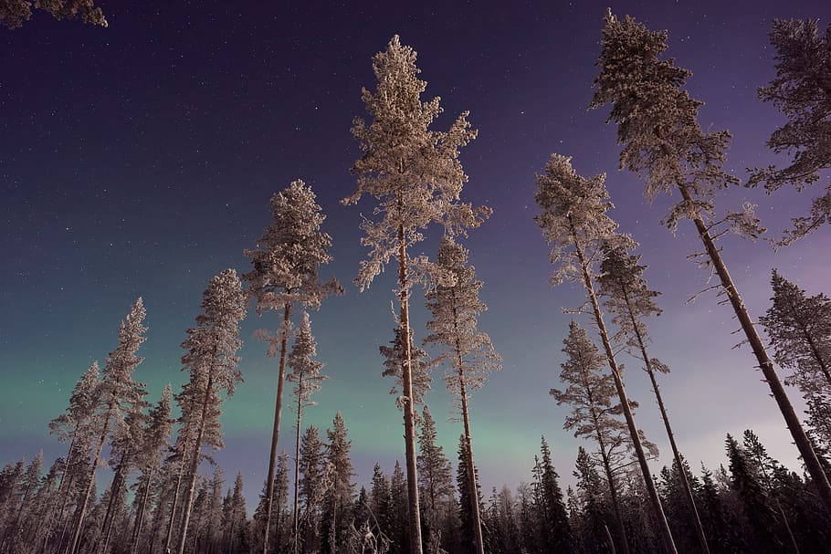 aurora, sky, trees, plant, nature, forest, low angle view, beauty in nature HD wallpaper