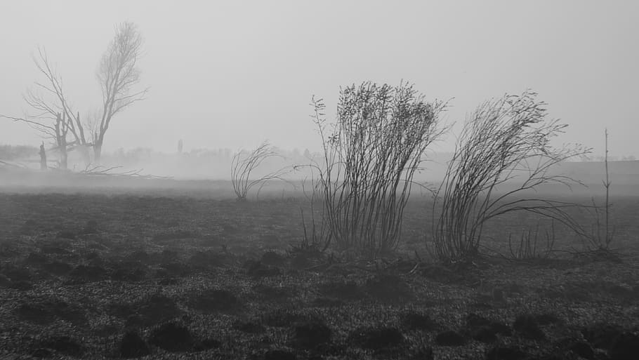 ukraine, sumy, cloudly, field, gray, trees, smoke, fire escape HD wallpaper