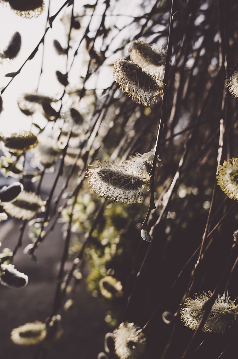 plant, tree, vegetation, devon, uk, pollen, nature, flower HD wallpaper