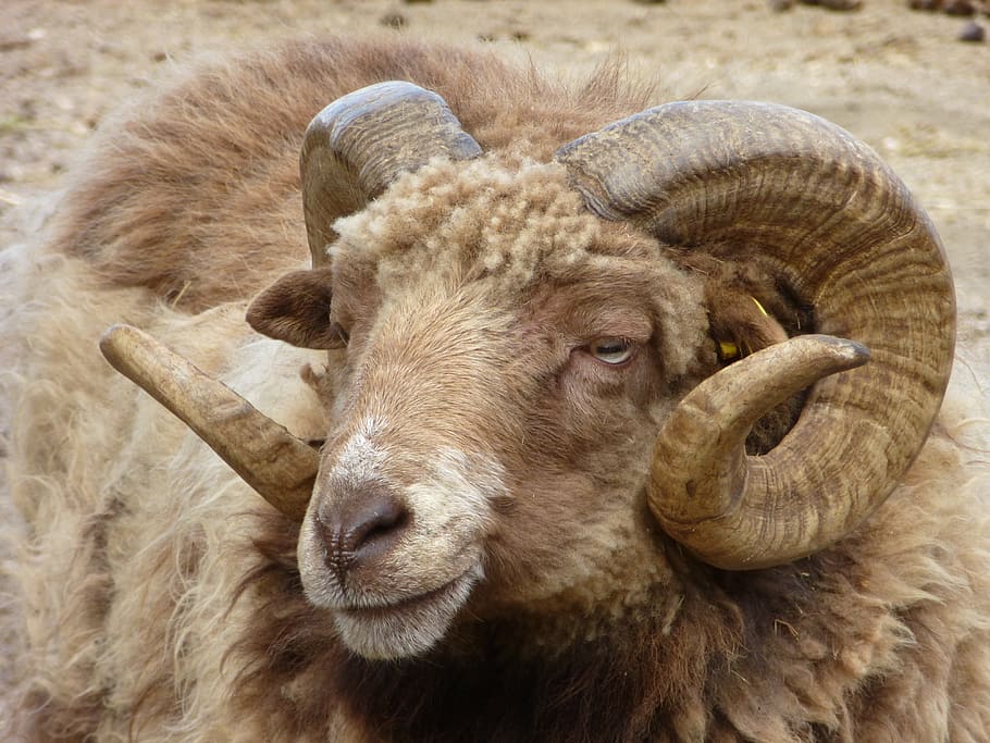 aries, animal, nature, horns, animal world, wool, bock, sheep HD wallpaper
