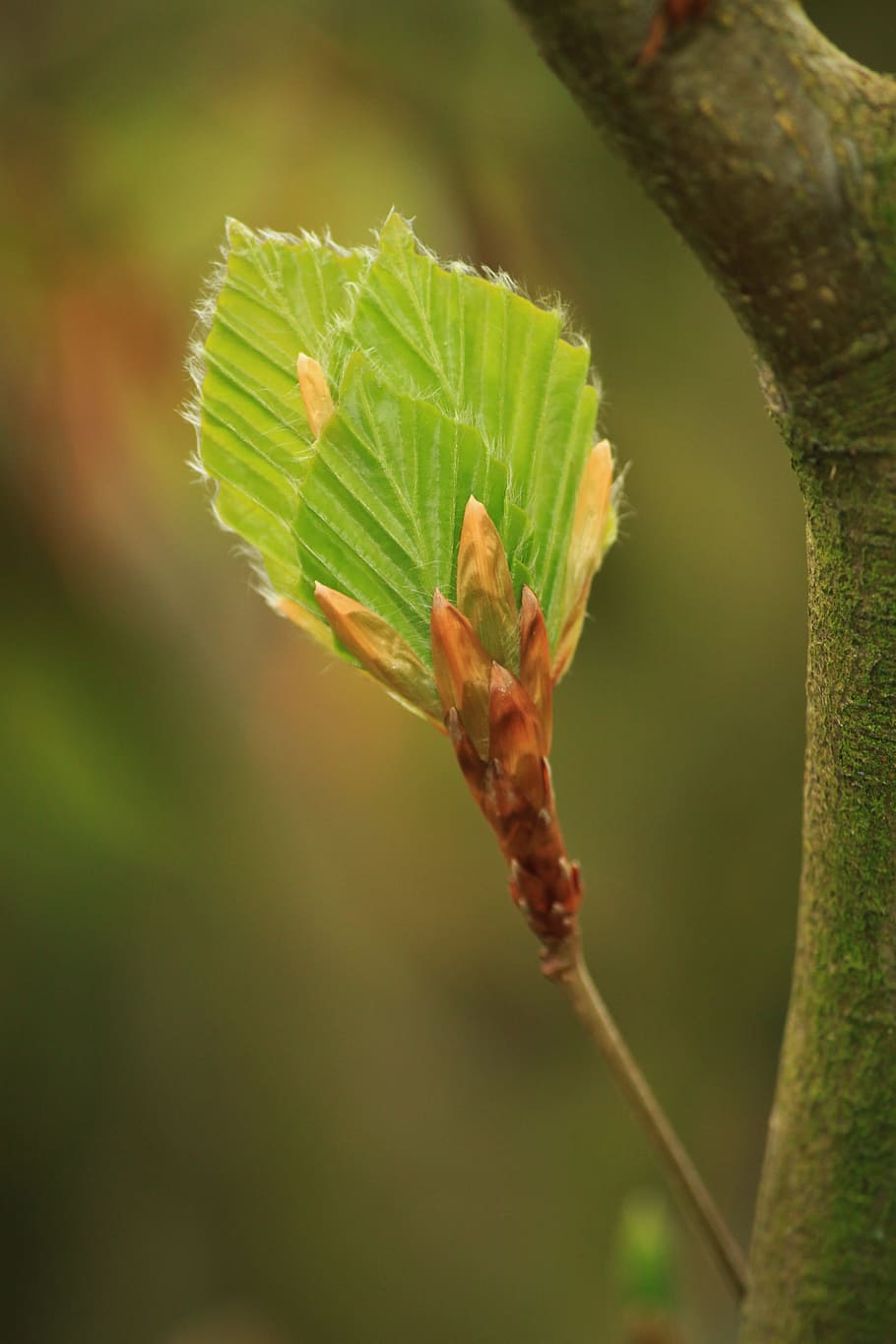 leave, leaf, beech, plant, nature, green, growth, plant part HD wallpaper