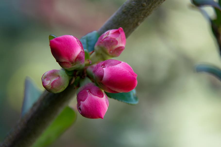 quince, spring, tree, pink, flowers, nature, flowering, branch HD wallpaper
