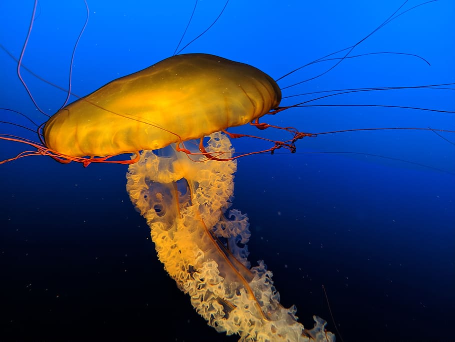 yellow jellyfish underwater, animal, invertebrate, sea life, omaha, HD wallpaper