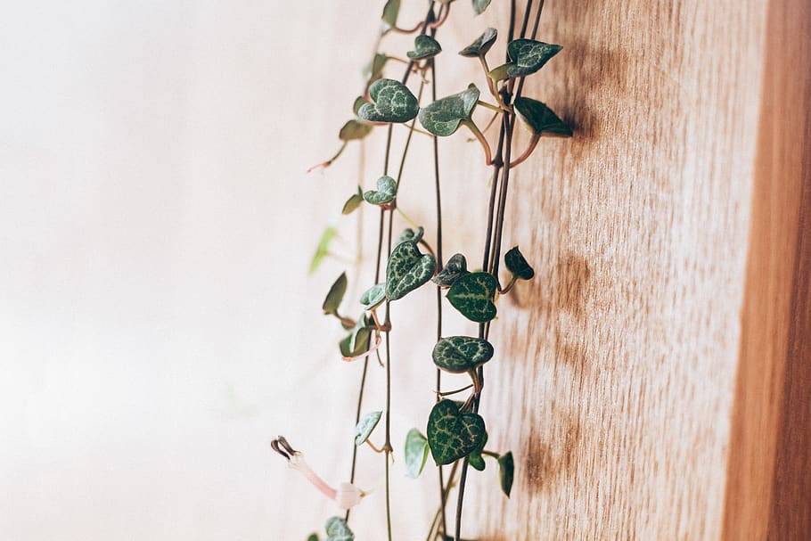 green leafed plants, wood - material, green color, plant part HD wallpaper