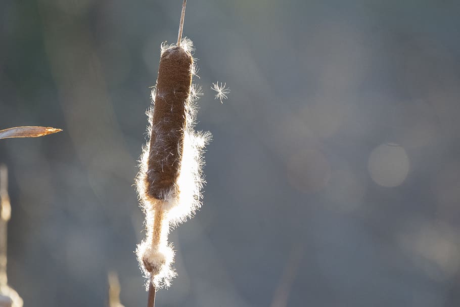 cattail, seed blowing, focus on foreground, nature, day, no people HD wallpaper