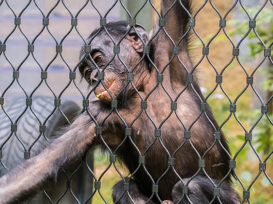 monkey, grid, foraging, imprisoned, animal, chainlink fence