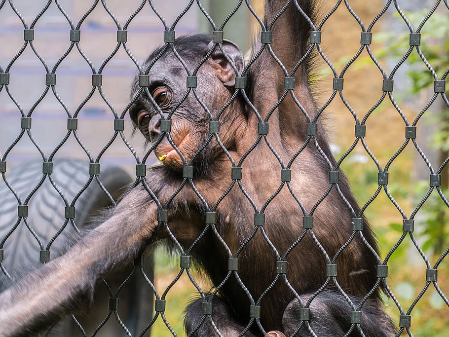 monkey, grid, foraging, imprisoned, animal, chainlink fence HD wallpaper