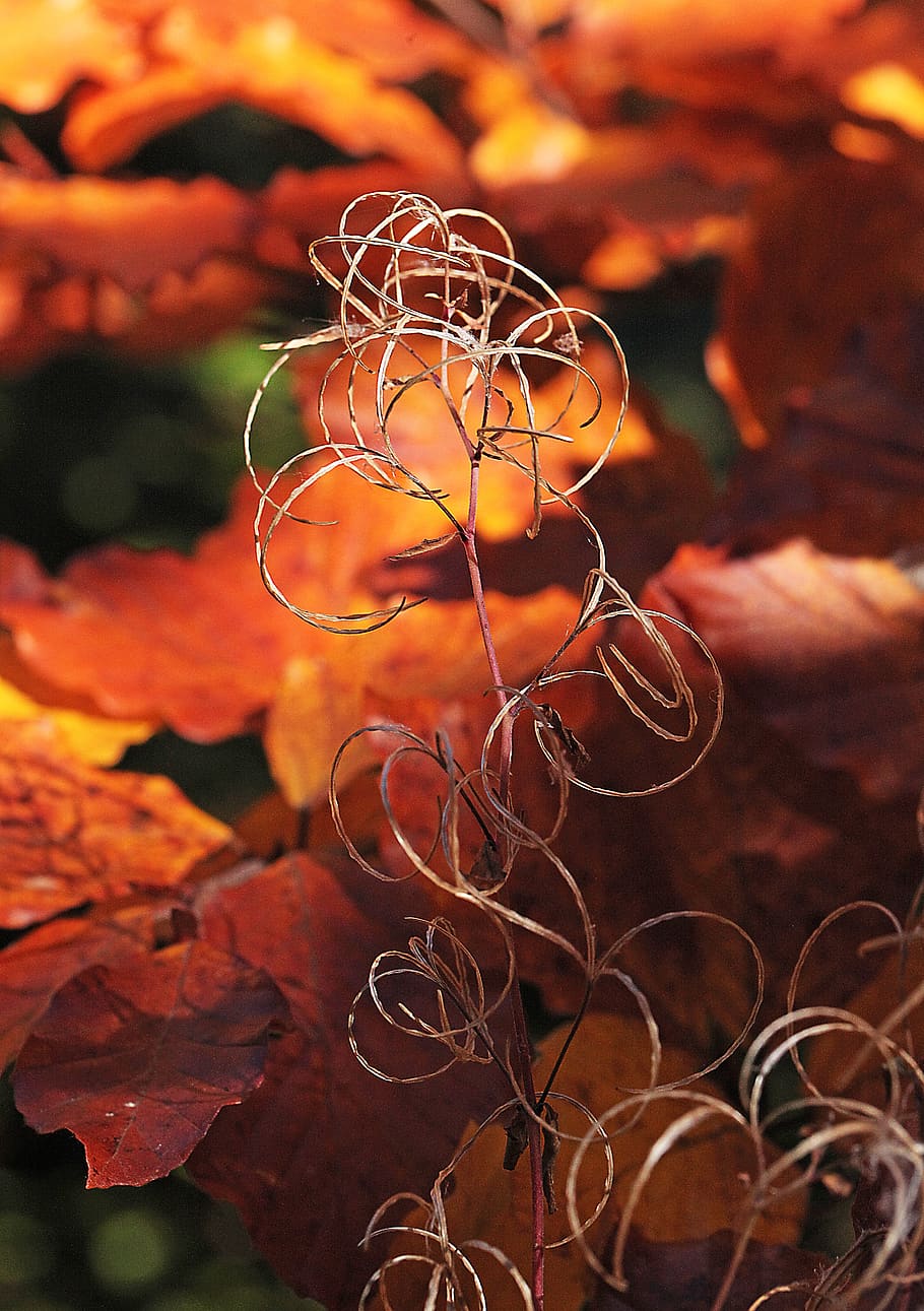 composition, autumn, decoration, artistic, foliage, plants HD wallpaper