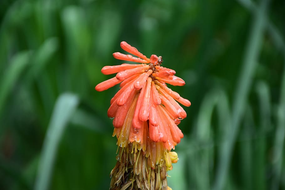 flowers, orange, green, spring, flowering, garden, plant, growth HD wallpaper