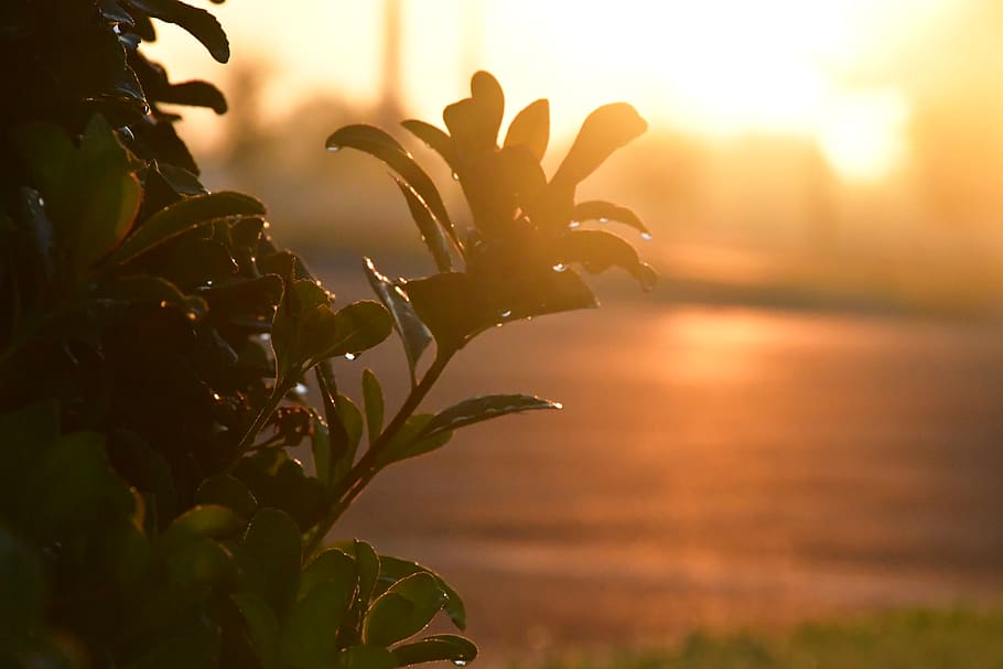 plant, growth, beauty in nature, sunset, sunlight, focus on foreground HD wallpaper