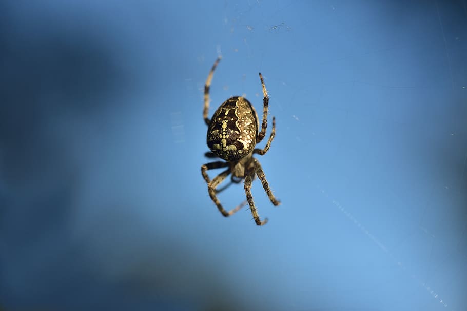 spider, cobweb, arachnid, sky, blue, close up, nature, case HD wallpaper