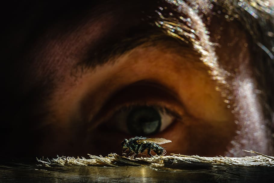 fly, eye, insect, wing, animal, macro, close up, watch, stalk HD wallpaper