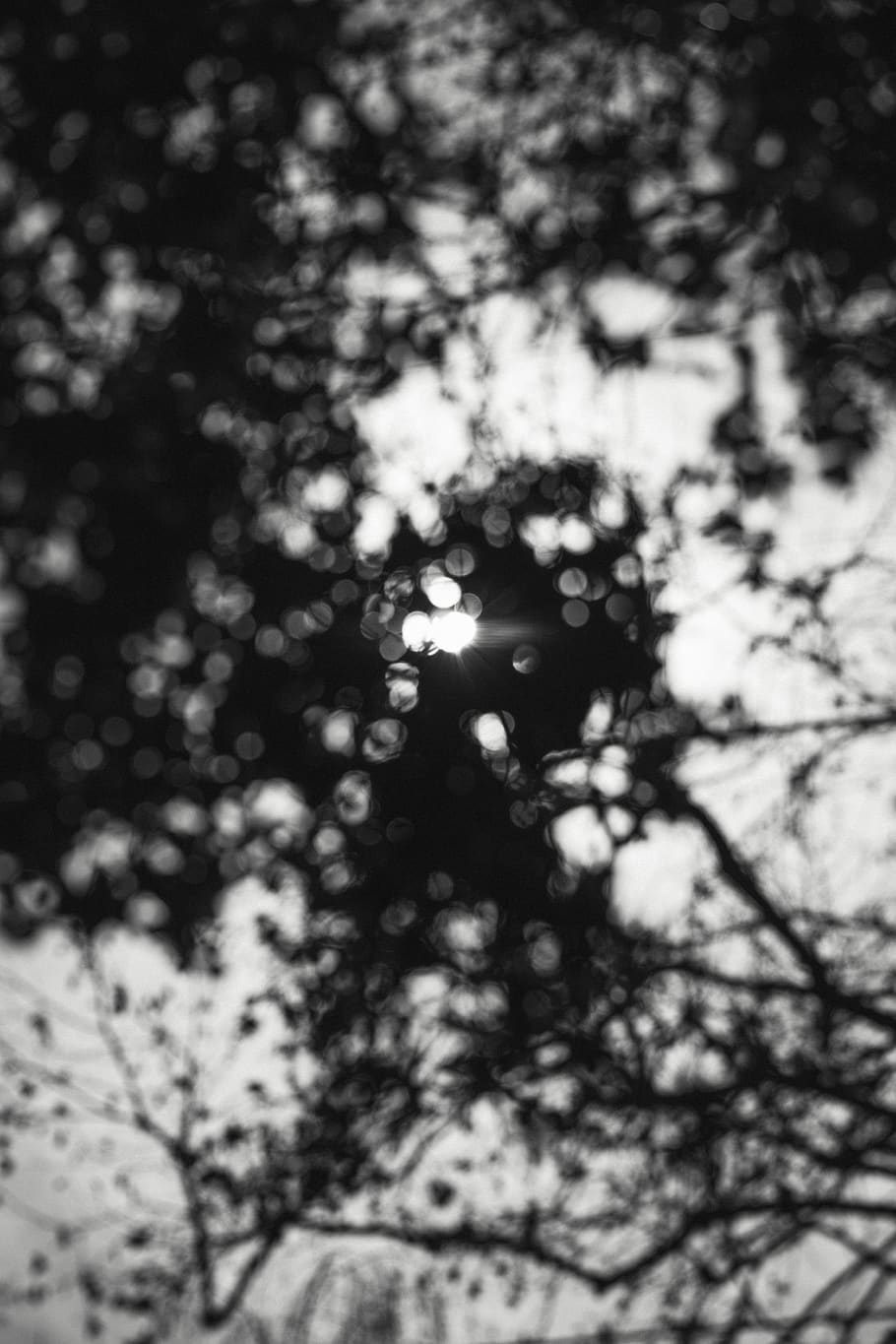light, flare, sunlight, tree, plant, nature, outdoors, silhouette HD wallpaper