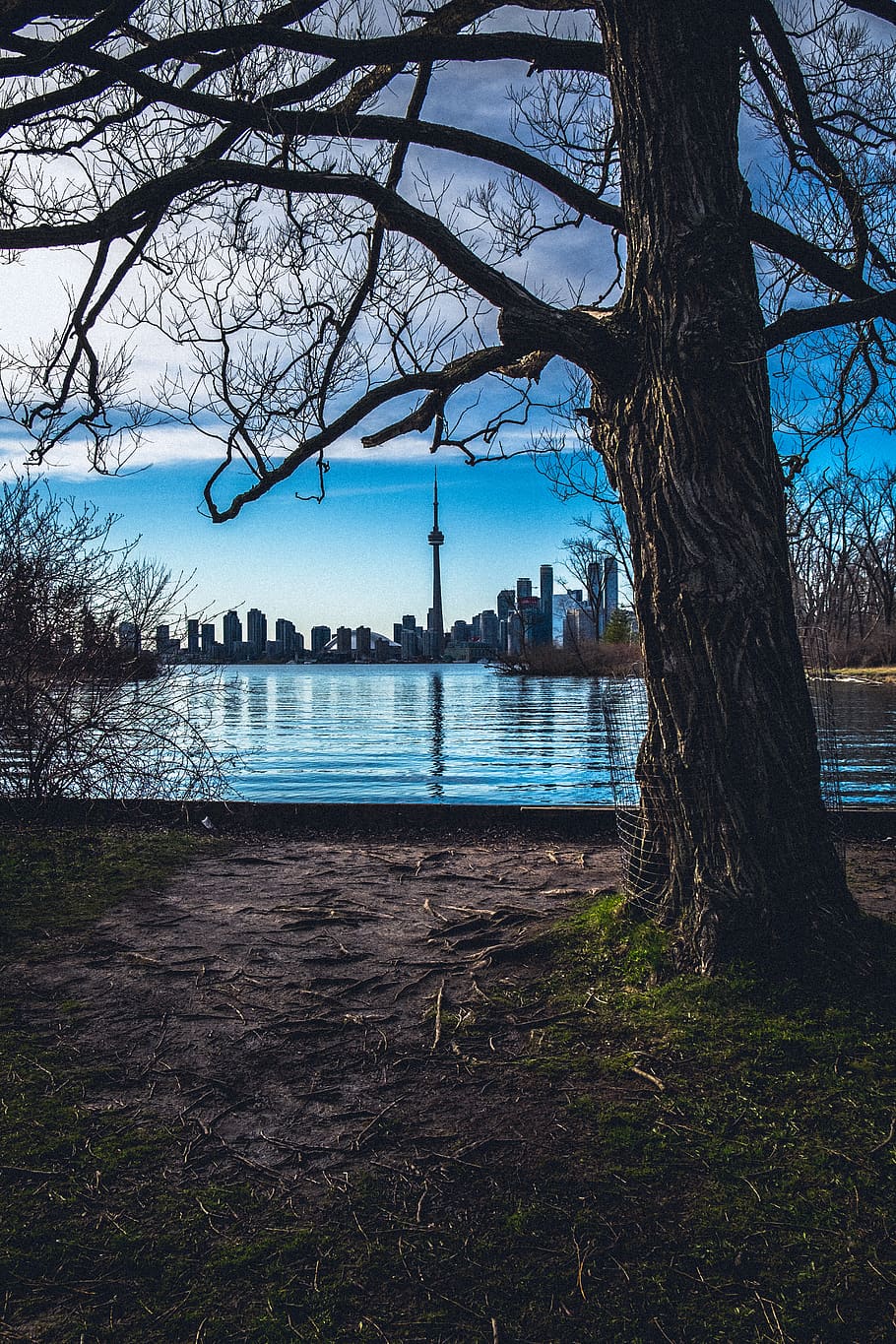 water, tree, plant, trunk, tree trunk, sky, tranquility, nature HD wallpaper