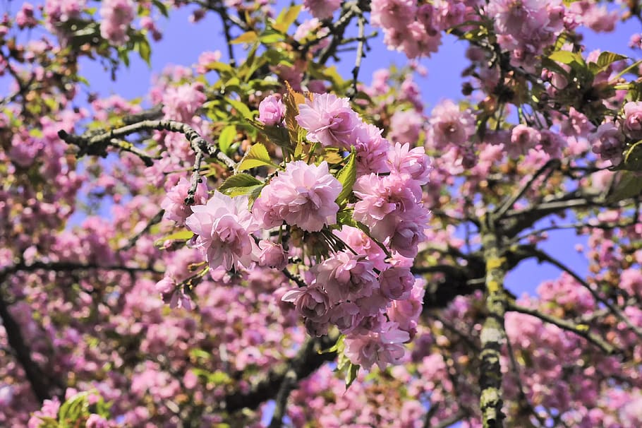 croatia, čakovec, tree, cherry, blossom, pink, flowering plant HD wallpaper